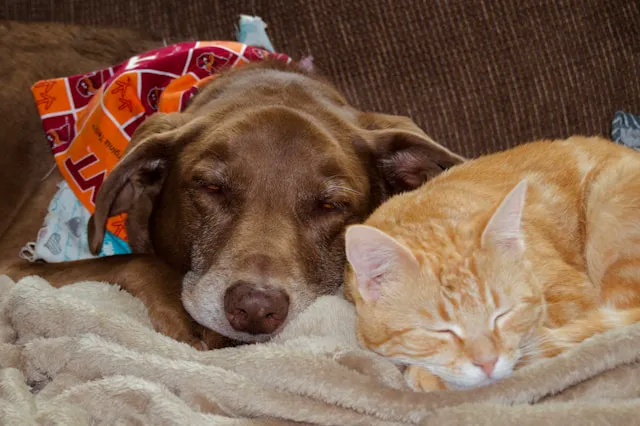 perro durmiendo junto a gato