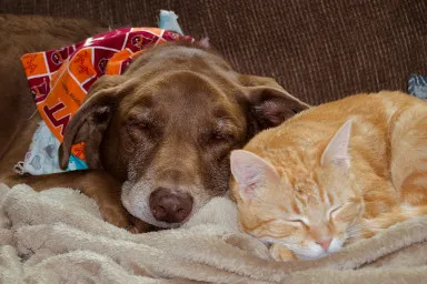 perro durmiendo junto a gato