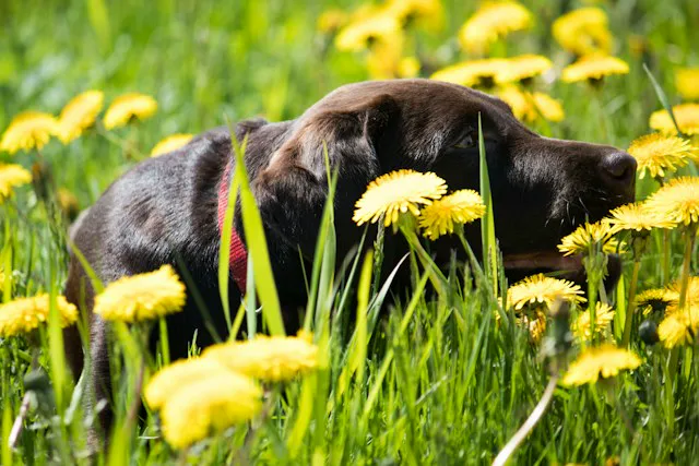 perro acostado en campo de flores