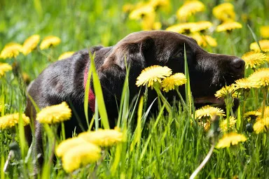 perro acostado en campo de flores