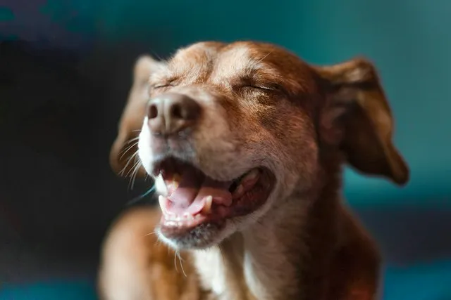 perro estornudando