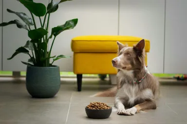 Perro con plato de alimento