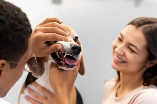 veterinario revisando los dientes de un perro
