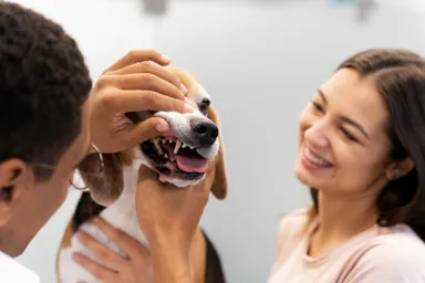 veterinario examinando los dientes de un perro
