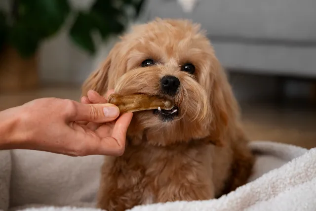 una mano ofrece a un perro un snack masticable
