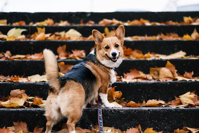 perro en escalera con hojas caídas