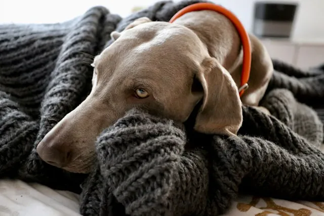 perro abrigado