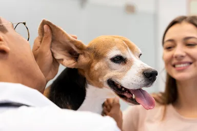 perro siendo revisado por veterinario