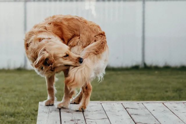 perro rascándose