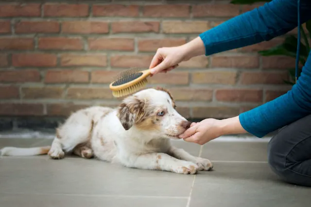 mujer cepillando perro