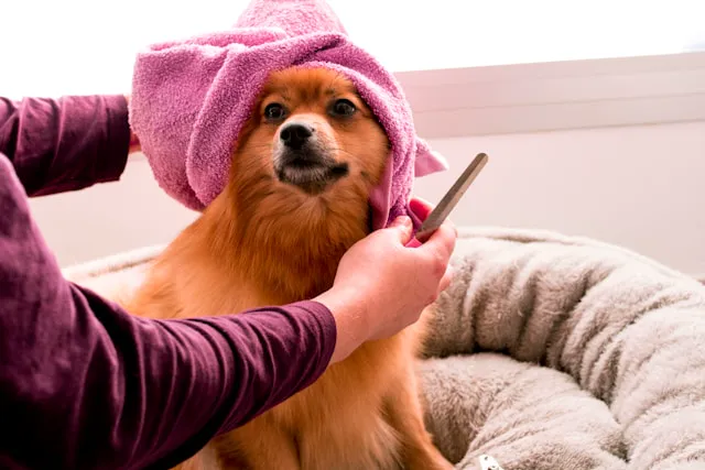 perro con toalla siendo cepillado