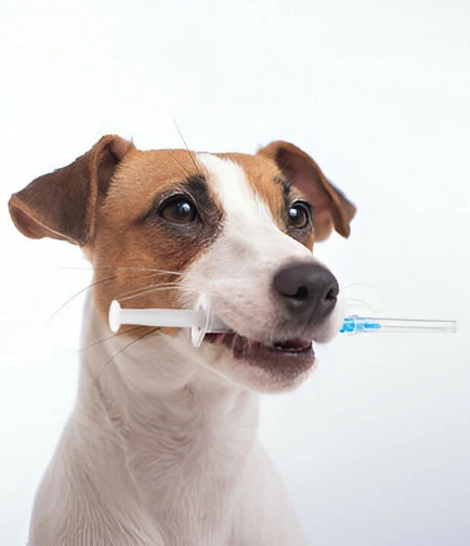 perro Beagle sosteniendo jeringa
